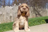 Jasper, a male Cocker Spaniel for sale in Baltic, OH – Photo 1 of 9