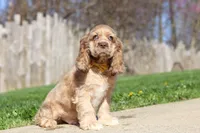Jasper, a male Cocker Spaniel for sale in Baltic, OH – Photo 4 of 9