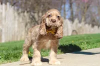 Jasper, a male Cocker Spaniel for sale in Baltic, OH – Photo 7 of 9