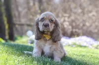 Jasper, a male Cocker Spaniel for sale in Baltic, OH – Photo 9 of 9
