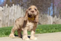 Jasper, a male Cocker Spaniel for sale in Baltic, OH – Photo 5 of 9