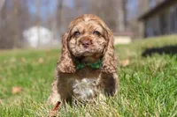 Jasper, a male Cocker Spaniel for sale in Baltic, OH – Photo 3 of 5