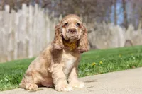 Jasper, a male Cocker Spaniel for sale in Baltic, OH – Photo 3 of 9