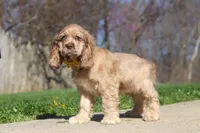 Jasper, a male Cocker Spaniel for sale in Baltic, OH – Photo 6 of 9