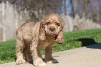 Jasper, a male Cocker Spaniel for sale in Baltic, OH – Photo 8 of 9