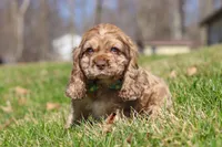 Jasper, a male Cocker Spaniel for sale in Baltic, OH – Photo 4 of 5