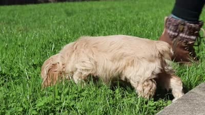 Chase, a male Cocker Spaniel for sale in Baltic, OH – 7 of 7