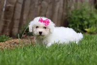 Fern, a female Bichon Frise for sale in Baltic, OH – Photo 4 of 7