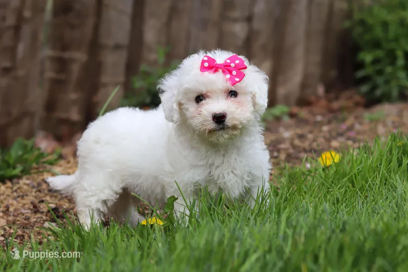 Fern – Bichon Frise puppy for sale in Baltic, OH
