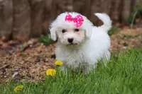 Fern, a female Bichon Frise for sale in Baltic, OH – Photo 7 of 7