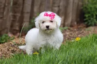 Fern, a female Bichon Frise for sale in Baltic, OH – Photo 3 of 7