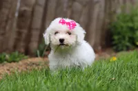 Fern, a female Bichon Frise for sale in Baltic, OH – Photo 2 of 7