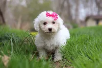 Fern, a female Bichon Frise for sale in Baltic, OH – Photo 5 of 7