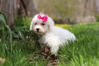 Fern, a female Bichon Frise for sale in Baltic, OH – Photo 6 of 7