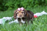 Bella, a female Cocker Spaniel for sale in Baltic, OH – 3 of 5