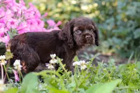 Harlow, a female Cocker Spaniel for sale in Baltic, OH – 4 of 7