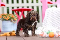 Cody, a male Cocker Spaniel for sale in Baltic, OH – 3 of 6