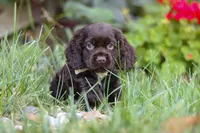 Denver, a male Cocker Spaniel for sale in Baltic, OH – 3 of 10