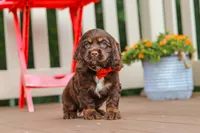 Asher, a male Cocker Spaniel for sale in Baltic, OH – 2 of 9