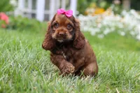 Daisy, a female Cocker Spaniel for sale in Baltic, OH – 1 of 7