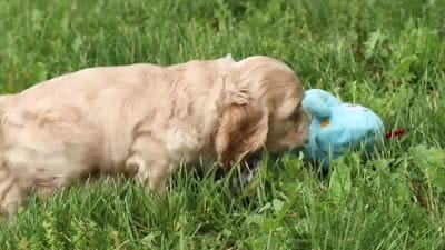 Lace, a female Cocker Spaniel for sale in Baltic, OH – 6 of 6