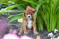Minnie, a female Cavalier King Charles Spaniel for sale in Baltic, OH – 6 of 9