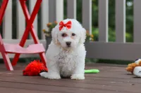 Nala, a female Bichon Frise for sale in Baltic, OH – 2 of 5