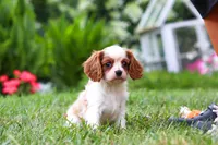 Finley, a female Cavalier King Charles Spaniel for sale in Baltic, OH – 4 of 9