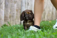 Sophia, a female Cocker Spaniel for sale in Baltic, OH – 5 of 6