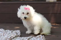 Sunny, a female Bichon Frise for sale in Baltic, OH – 4 of 7