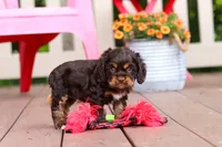 Callie, a female Cocker Spaniel for sale in Baltic, OH – 6 of 8