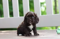 ollie, a male Cocker Spaniel for sale in Baltic, OH – 4 of 5