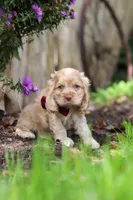 Maverick, a male Cocker Spaniel for sale in Baltic, OH – 1 of 6