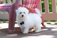 Echo, a male Bichon Frise for sale in Baltic, OH – 6 of 8