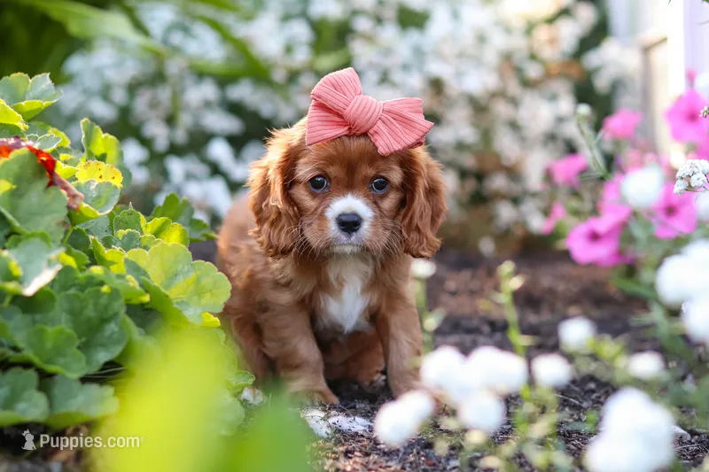 Minnie – Cavalier King Charles Spaniel puppy for sale in Baltic, OH