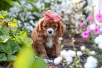 Minnie, a female Cavalier King Charles Spaniel for sale in Baltic, OH – 1 of 9
