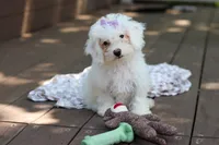 Mochi, a female Bichon Frise for sale in Baltic, OH – 4 of 9
