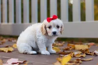 Sadie, a female Cavachon for sale in Baltic, OH – 6 of 8