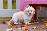 Honey, a female Cavachon for sale in Baltic, OH – 5 of 7