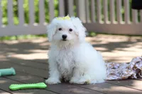 Aspen, a female Bichon Frise for sale in Baltic, OH – 2 of 4