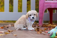 Cooper, a male Cavachon for sale in Baltic, OH – 3 of 6
