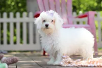 Mochi, a female Bichon Frise for sale in Baltic, OH – 9 of 9