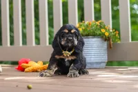 Bentley, a male Cocker Spaniel for sale in Baltic, OH – 2 of 6