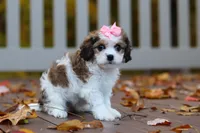 Bella, a female Cavachon for sale in Baltic, OH – 4 of 9
