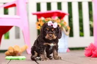 Callie, a female Cocker Spaniel for sale in Baltic, OH – 5 of 8