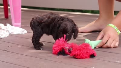 Ellie, a female Cocker Spaniel for sale in Baltic, OH – 5 of 5