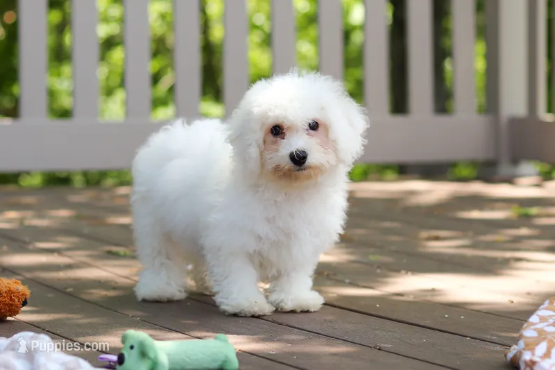 Fern – Bichon Frise puppy for sale in Baltic, OH