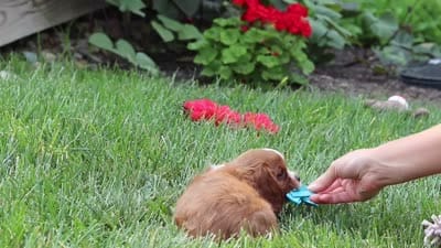 Charlie, a male Cavalier King Charles Spaniel for sale in Baltic, OH – 8 of 8