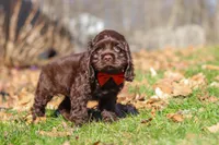 Leo, a male Cocker Spaniel for sale in Baltic, OH – Photo 6 of 6