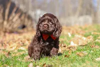 Leo, a male Cocker Spaniel for sale in Baltic, OH – Photo 4 of 6